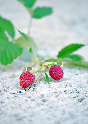 포토 JPG 해외이미지 열매 잎 2 과일 건강 사람없음 빨간색 초록색 흰색 신선 달콤 산딸기 슛 시멘트 고립 숙성 완벽 채식주의자 콘크리트 해외포토 식물 컬러 컨셉 맛 채식 파일형식 이미지허브