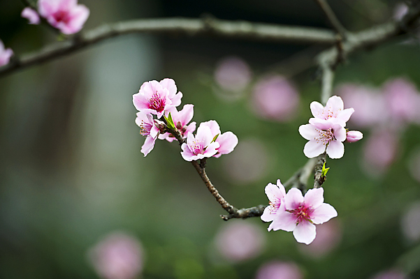 포토 JPG 해외이미지 식물 꽃잎 꽃 분홍색 잎 꽃무늬 자연 사람없음 봄 벚꽃 나뭇가지 해외포토 나무 계절 컬러 무늬 생태계 파일형식 이미지허브