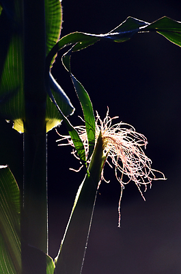포토 JPG 해외이미지 식물 줄기 백그라운드 잎 밭 농업 자연 아침 건강 옥수수 사람없음 초록색 빛 농작물 농장 농경지 수확 성장 시골 신선 묘사 유기농 질감 건강식 정맥 강렬 해외포토 주간 웰빙 산업 음식 컬러 곡류 생태계 혈관 파일형식 이미지허브