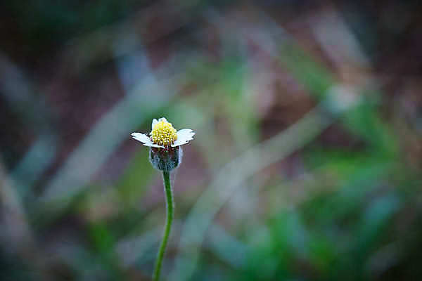 포토 JPG 해외이미지 식물 꽃 백그라운드 밭 태국 휴식 풍경 초원 사람없음 야외 초록색 여름 햇빛 정원 성장 시골 신선 최고 그룹 선택 작음 허브 흰배경 그림 데이지 길가 깊이 블러 해외포토 계절 아시아 컬러 컨셉 농업 태양 흰색 크기 파일형식 이미지허브