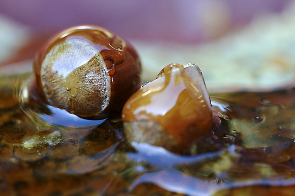 포토 JPG 해외이미지 꽃 음식 자연 유리 건강 사람없음 뷰티 약 갈색 노란색 축제 젖음 견과류 마사지 투명 황금 달콤 맛 아침식사 숲 활 유기농 잠금 스킨케어 꿀 벌집 알레르기 마케도니아 밀랍 바디케어 얇은 헤이즐넛 맛있는 해외포토 식물 웰빙 컬러 컨셉 의학 재질 식사 질병 생태계 보안 파일형식 남유럽 이미지허브