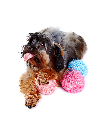 포토 JPG 해외이미지 동물 척추동물 행복 새끼 포유류 털 사람없음 반려동물 갈색 다정 우정 실 개 강아지 작음 모피 테리어 호기심 푸들 사냥개 실타래 솜털 송곳니 양모 기르기 신앙심 유래 천진난만 해외포토 감정 컬러 컨셉 친구 직물 치아 크기 돌봄 파일형식 이미지허브