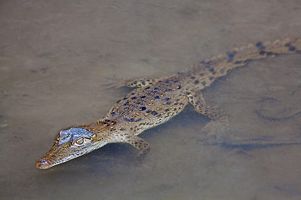 포토 JPG 해외이미지 동물 야생동물 포유류 파충류 국립공원 사람없음 물 강 수영 미국 비행 아기 연못 개울 위험 작음 큼 공룡 육식동물 악어 숨기 코스타리카 해외포토 자연요소 공원 컨셉 북아메리카 모션 사람 수상스포츠 중앙아메리카 크기 파일형식 이미지허브
