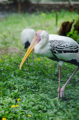 포토 JPG 해외이미지 나무 동물 1 야생동물 백그라운드 잎 오렌지 노래 자연 조류 휴식 종류 앉기 사람없음 야외 빨간색 초록색 여름 우주 봄 회색 바위 흰색 나뭇가지 묘사 싱글 생물학 앵무새 새장 서식지 생태학 잉꼬 해외포토 식물 계절 교육 음악 컬러 컨셉 과일 모션 돌_바위 생태계 케이지 파일형식 이미지허브