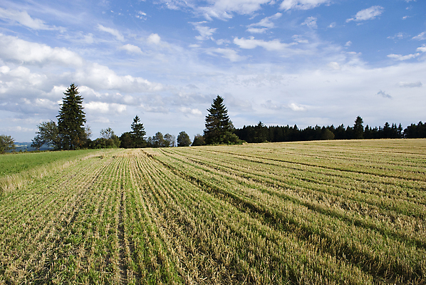 포토 JPG 해외이미지 나무 계절 유럽 여행 밭 자연 하늘 풍경 초원 사람없음 여름 시골 숲 6월 체코 8월 7월 내추럴 해외포토 식물 나라 농업 날짜 생태계 파일형식 이미지허브