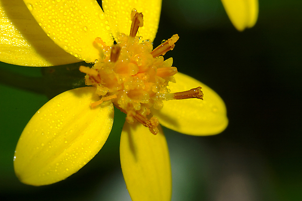 포토 JPG 해외이미지 식물 계절 꽃잎 꽃 잎 꽃무늬 자연 사람없음 여름 컬러풀 뷰티 노란색 정원 봄 벚꽃 개화 허브 묘사 해외포토 컬러 무늬 생태계 파일형식 이미지허브