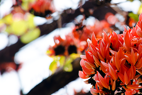 포토 JPG 해외이미지 나무 꽃잎 꽃 잎 밭 오렌지 태국 자연 하늘 프레임 사람없음 야외 빨간색 환경 정원 봄 나뭇가지 숲 해외포토 식물 계절 아시아 컬러 농업 과일 생태계 파일형식 이미지허브