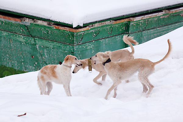 포토 JPG 해외이미지 나무 동물 공원 새끼 겨울 자연 놀이 3 서기 사람없음 야외 가로 반려동물 갈색 검은색 흰색 개 강아지 싸움 사냥개 육식동물 해외포토 식물 계절 공공시설 컬러 포유류 모션 생태계 파일형식 이미지허브