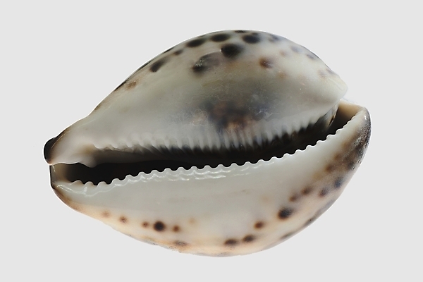 포토 JPG 해외이미지 모양 1 바다 백그라운드 패턴 곡선 자연 조개 연체동물 나선형 사람없음 장식 물 뷰티 갈색 우주 수중 침묵 소용돌이 껍질 흰색 호랑이 닫기 소라 수집 오브젝트 질감 달팽이 고립 해외포토 자연요소 선 컬러 무늬 포유류 모션 어패류 무척추동물 소리 회오리 생태계 파일형식 이미지허브