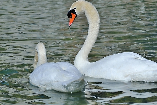 포토 JPG 해외이미지 동물 커플 공원 호수 자연 조류 사랑 사람없음 야외 물 반사 수영 우정 만지기 하트 연못 개울 집중 깃털 웨이브 부리 백조 동물상 해외포토 자연요소 모양 공공시설 감정 컨셉 관계 모션 친구 강 조형물 수상스포츠 생태계 파일형식 이미지허브