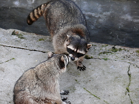 포토 JPG 해외이미지 동물 척추동물 야생동물 포유류 생물 털 동물원 가면 사람없음 흰색 발사 모피 북쪽 세탁기 주둥이 모스크바 해외포토 컬러 가전제품 방향 러시아 파일형식 이미지허브