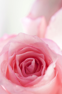 포토 JPG 해외이미지 나무 디자인 꽃 줄기 분홍색 꽃다발 결혼 컨셉 2 꽃무늬 자연 결혼식 휴가 전등 발렌타인데이 선물 사랑 사람없음 뷰티 장미 우주 봄 낭만 벚꽃 흰색 신용카드 닫기 달콤 실크 다발 심볼 활 싱글 질감 아로마 슛 열정 부드러움 고립 엘리먼트 스타일 해외포토 식물 계절 감정 컬러 무늬 모션 데이이벤트 조명 이벤트 금융 직물 감각 맛 생태계 파일형식 이미지허브