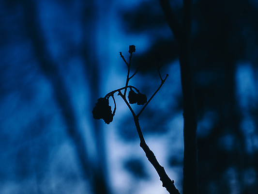 포토 JPG 해외이미지 모양 나무 식물 계절 열매 꽃 백그라운드 단풍 낙엽 잎 농업 과일 자연 하늘 씨앗 사람없음 장식 초록색 파란색 빛 컬러풀 뷰티 정원 맑음 어둠 봄 흰색 나뭇가지 하트 신선 큼 내추럴 해외포토 산업 컬러 날씨 크기 생태계 파일형식 이미지허브
