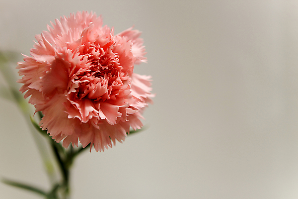 포토 JPG 해외이미지 꽃 사람없음 카네이션 해외포토 식물 파일형식 이미지허브