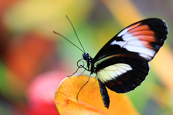 포토 JPG 해외이미지 응시 꽃잎 꽃 나비 곤충 꽃무늬 패턴 날개 오렌지 자연 해바라기 바닥 사람없음 빨간색 여름 컬러풀 뷰티 귀여움 정원 침묵 고요 봄 최고 우아함 달콤 만족 철새 거인 여왕 내추럴 수유 해외포토 식물 동물 시선 계절 감정 컬러 컨셉 무늬 과일 조류 소리 맛 생태계 파일형식 이미지허브