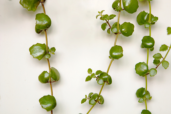 포토 JPG 해외이미지 식물 화초 줄기 백그라운드 잎 자연 주택 실내 매달리기 사람없음 내부 장식 초록색 뷰티 성장 흰색 나뭇가지 신선 덩굴 오브젝트 원예 포도나무 상록수 내추럴 심기 세련 해외포토 나무 컬러 모션 취미 건물 과일나무 생태계 파일형식 이미지허브