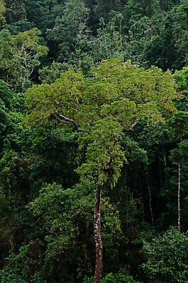 포토 JPG 해외이미지 나무 식물 계절 공원 꽃 아시아 도로 여행 백그라운드 잎 자연 산 안테나 사람없음 야외 목재 초록색 빛 햇빛 평화 환경 봄 안개 신선 숲 열대우림 내추럴 양치류 해외포토 공공시설 나라 길 컬러 컨셉 재료 통신 교통시설 날씨 태양 생태계 파일형식 이미지허브