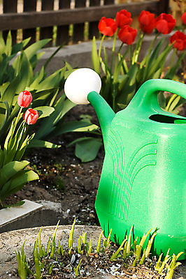 포토 JPG 해외이미지 식물 꽃 행복 문화 잎 농업 자연 건강 사람없음 야외 빨간색 물 여름 울타리 농장 정원 봄 튤립 수확 성장 시골 양념 붓기 캔 냄비 은퇴 뿌리기 허브 유기농 원예 내추럴 옛날 원예사 해외포토 자연요소 직업 웰빙 계절 감정 산업 컬러 모션 취미 담장 솥 생태계 파일형식 이미지허브