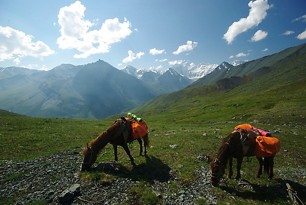 포토 JPG 해외이미지 동물 얼굴 백그라운드 신발 밭 산 풍경 초원 사람없음 옆모습 초록색 울타리 뷰티 농장 농경지 갈색 머리 걷기 가을 시골 먹이 방목 묘사 그림 윤곽 마차 망아지 해외포토 계절 새끼 교통수단 뷰포인트 컬러 농업 모션 신체부위 담장 말_동물 축산업 파일형식 이미지허브