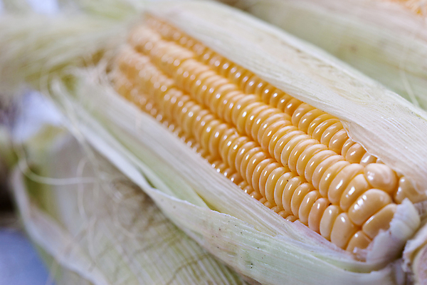 포토 JPG 해외이미지 음식 채소 재료 옥수수 사람없음 노란색 식사 맛 비타민 해외포토 컬러 컨셉 곡류 영양소 파일형식 이미지허브