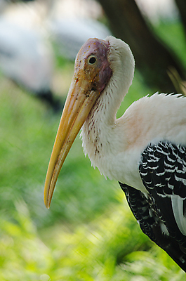 포토 JPG 해외이미지 나무 동물 1 야생동물 백그라운드 잎 오렌지 노래 자연 조류 휴식 종류 앉기 사람없음 야외 빨간색 초록색 여름 우주 봄 회색 바위 흰색 나뭇가지 묘사 싱글 생물학 앵무새 새장 서식지 생태학 잉꼬 해외포토 식물 계절 교육 음악 컬러 컨셉 과일 모션 돌_바위 생태계 케이지 파일형식 이미지허브