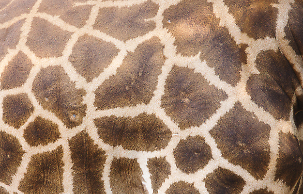 포토 JPG 해외이미지 동물 야생동물 백그라운드 패턴 포유류 아프리카 자연 초식동물 추상 털 한명 갈색 흰색 큼 가죽 기린 사파리 피부 질감 진짜 해외포토 1 나라 컬러 무늬 사람 신체부위 크기 생태계 파일형식 이미지허브