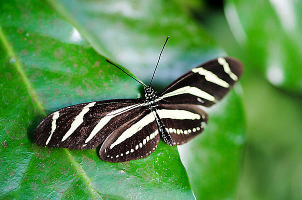 포토 JPG 해외이미지 동물 과학 나비 곤충 날개 자연 사람없음 여름 뷰티 환경 보호 동물상 변태 생태학 해외포토 계절 교육 컨셉 조형물 생태계 파일형식 이미지허브