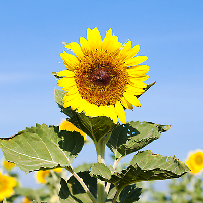 포토 JPG 해외이미지 주간 줄기 잎 꽃밭 해바라기 사람없음 야외 아웃포커스 해외포토 자연요소 식물 꽃 촬영기법 파일형식 이미지허브