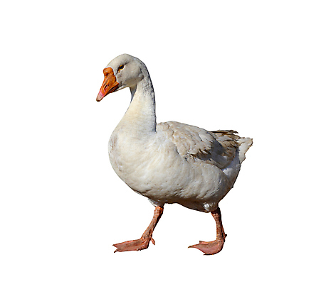 포토 JPG 해외이미지 동물 척추동물 1 남자 농업 날개 자연 조류 사람없음 햇빛 농장 머리 흰색 깃털 부리 거위 고립 해외포토 산업 컬러 사람 신체부위 태양 생태계 파일형식 이미지허브