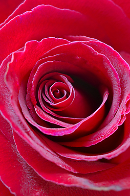 포토 JPG 해외이미지 1 디자인 꽃 꽃다발 결혼 컨셉 꽃무늬 자연 결혼식 휴가 전등 발렌타인데이 선물 사랑 사람없음 빨간색 물 뷰티 장미 봄 낭만 젖음 벚꽃 흰색 물방울 신용카드 닫기 달콤 실크 다발 심볼 싱글 질감 아로마 슛 열정 부드러움 고립 엘리먼트 스타일 해외포토 자연요소 식물 계절 감정 컬러 무늬 모션 데이이벤트 조명 이벤트 금융 직물 감각 맛 생태계 파일형식 이미지허브