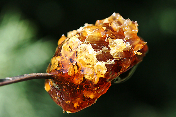 포토 JPG 해외이미지 꽃 음식 자연 유리 건강 사람없음 뷰티 갈색 노란색 축제 젖음 마사지 투명 황금 달콤 맛 아침식사 숲 활 유기농 잠금 스킨케어 꿀 벌집 알레르기 마케도니아 밀랍 바디케어 얇은 맛있는 해외포토 식물 웰빙 컬러 컨셉 재질 식사 질병 생태계 보안 파일형식 남유럽 이미지허브