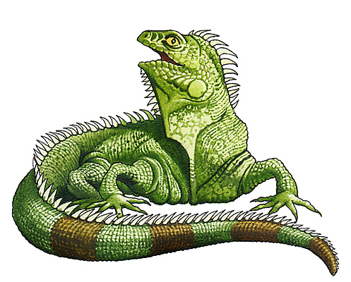 포토 JPG 해외이미지 동물 디자인 포스터 종이 스티커 파충류 자연 열대 미술 사람없음 책 초록색 여름 미국 달력 유머 큼 만화 문신 꼬리 도마뱀 이구아나 남쪽 해외포토 계절 감정 컬러 북아메리카 문화예술 크기 방향 생태계 파일형식 이미지허브