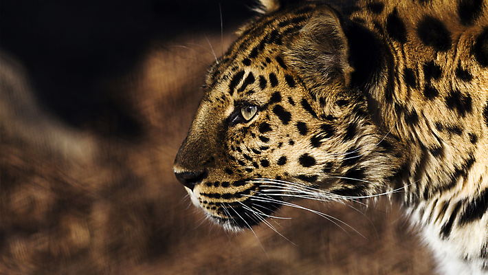 포토 JPG 해외이미지 주간 한마리 응시 야생동물 아프리카 자연 사람없음 야외 아웃포커스 맹수 표범 해외포토 자연요소 동물 1 시선 나라 포유류 촬영기법 생태계 파일형식 이미지허브