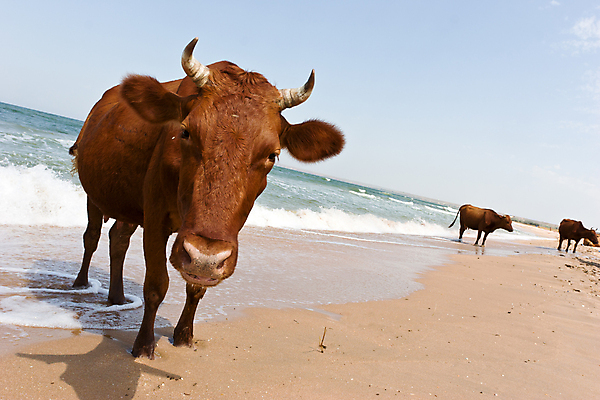 포토 JPG 해외이미지 모래 파도 바다 농업 관계 휴식 수영장 뿔 초원 사람없음 물 태양 농장 갈색 기쁨 서핑 소 씻기 밭일 해외포토 자연요소 감정 산업 컬러 컨셉 포유류 청결 수상스포츠 파일형식 이미지허브