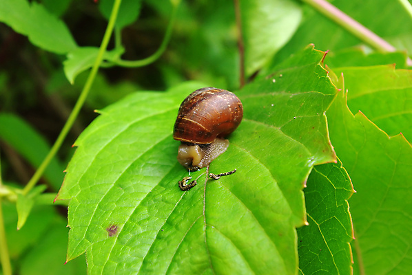 포토 JPG 해외이미지 동물 야생동물 음식 여행 백그라운드 잎 모션 자연 연체동물 주택 안테나 나선형 사람없음 야외 초록색 여름 빛 갈색 정원 봄 껍질 우승 닫기 해충 숲 작음 속도 달팽이 부드러움 덮기 느림 기어가기 혼자 끈적임 해외포토 레이스천 식물 계절 컬러 무늬 통신 무척추동물 건물 직물 최고 감각 벌레 크기 생태계 파일형식 이미지허브