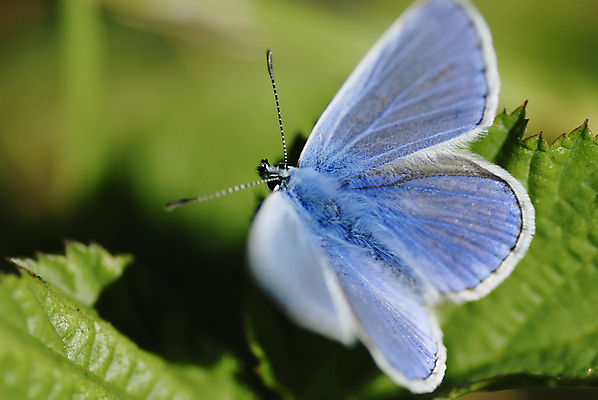 포토 JPG 해외이미지 동물 남자 야생동물 나비 곤충 잎 날개 자연 날리기 생물 사람없음 여름 파란색 뷰티 보라색 봄 벌레 촉수 동물상 변태 카피스페이스 해외포토 식물 계절 컬러 모션 사람 조형물 공백 생태계 파일형식 이미지허브