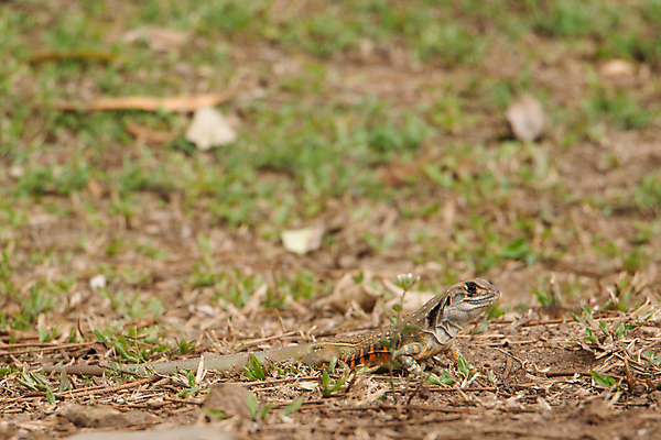 포토 JPG 해외이미지 동물 야생동물 신체 파충류 자연 생물 종류 사람없음 야외 반려동물 컬러풀 갈색 환경 용 피부 눈금 도마뱀 육식동물 동물상 해외포토 컬러 신체부위 조형물 생태계 파일형식 이미지허브