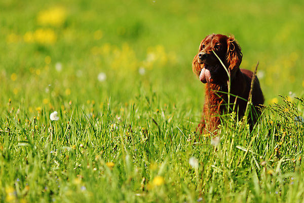 포토 JPG 해외이미지 꽃 행복 놀이 잔디 사람없음 야외 산책 개 해외포토 식물 감정 포유류 휴식 파일형식 이미지허브