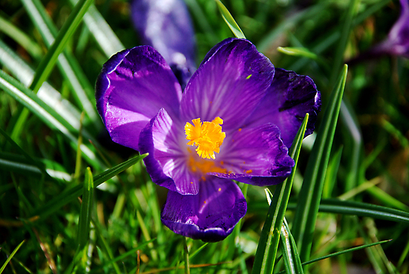 포토 JPG 해외이미지 식물 계절 꽃잎 꽃 오렌지 자연 부활절 사람없음 초록색 컬러풀 햇빛 보라색 봄 꽃가루 꽃수술 해외포토 기념일 컬러 과일 태양 가루 생태계 파일형식 이미지허브