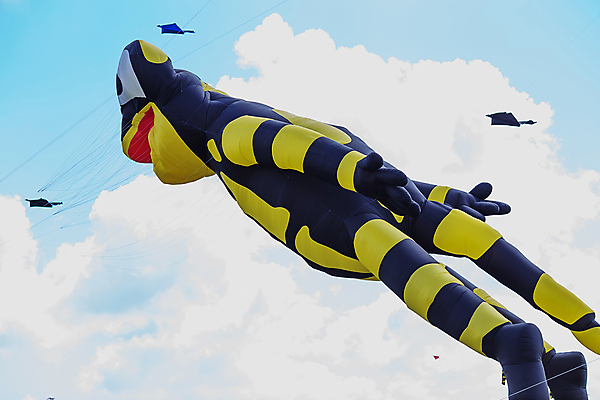 포토 JPG 해외이미지 구름 줄 스포츠 무지개 하늘 바람 휴가 비행기 이벤트 취미 사람없음 야외 여름 파란색 컬러풀 장난감 숫자 보라색 축제 경쟁 자유 외계인 흰색 용 원숭이 호주 큼 연 신호 UFO 악어 문어 상어 교외 무료 해외포토 자연요소 문자 계절 컬러 컨셉 포유류 항공교통 파충류 날씨 대중교통 연체동물 어류 놀이용품 수중동물 미확인물체 오세아니아 크기 파일형식 이미지허브