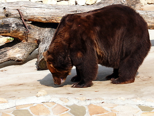 포토 JPG 해외이미지 동물 1 유럽 야생동물 곰 포유류 자연 털 사람없음 야외 갈색 힘 위험 육식동물 멸종 힘찬 해외포토 나라 컬러 컨셉 생태계 파일형식 이미지허브