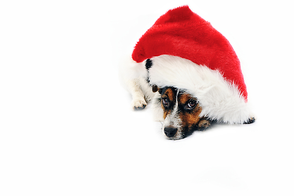 포토 JPG 해외이미지 동물 모자 크리스마스 겨울 휴가 새해 선물 사람없음 빨간색 반려동물 산타클로스 머리 귀여움 흰색 축하 개 강아지 작음 12월 모피 테리어 연도 사냥개 솜털 주둥이 캡모자 해외포토 모자_잡화 잡화 계절 기념일 컬러 컨셉 포유류 신체부위 날짜 크기 파일형식 이미지허브