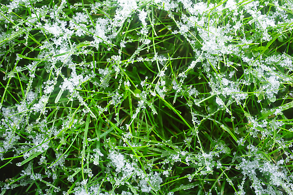 포토 JPG 해외이미지 조각 백그라운드 컨셉 겨울 패턴 밭 자연 날씨 불꽃 초원 사람없음 야외 초록색 햇빛 새싹 얼음 봄 추위 흰색 신선 변화 떨어짐 밀 솜털 1월 내추럴 헌병 해외포토 자연요소 식물 계절 컬러 무늬 농업 불 곡류 태양 군인 날짜 생태계 파일형식 이미지허브