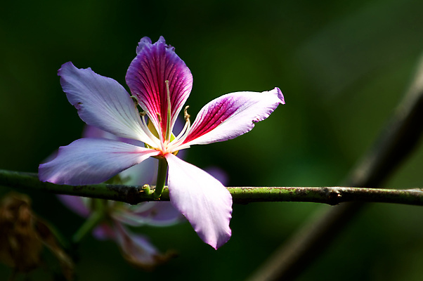 포토 JPG 해외이미지 식물 꽃잎 꽃 분홍색 꽃무늬 자연 사람없음 빨간색 초록색 새싹 정원 보라색 벚꽃 신선 난초 묘사 원예 특징 해외포토 컬러 무늬 취미 생태계 파일형식 이미지허브