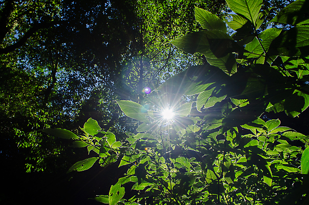 포토 JPG 해외이미지 나무 공원 아시아 여행 백그라운드 태국 자연 하늘 아침 산 사람없음 야외 초록색 파란색 햇빛 태양 뷰티 일출 환경 일몰 숲 언덕 장면 내추럴 해외포토 주간 자연요소 식물 공공시설 나라 컬러 노을 생태계 파일형식 이미지허브