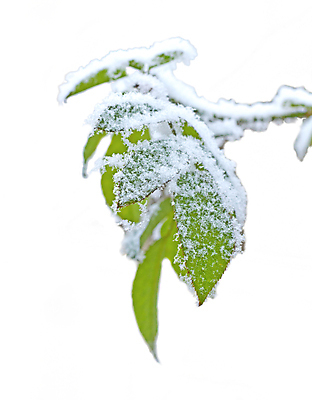 포토 JPG 해외이미지 나무 식물 디자인 계절 별 백그라운드 잎 크리스마스 겨울 패턴 공 자연 벽지 추상 휴가 새로움 프레임 미술 사람없음 장식 빨간색 초록색 파란색 얼음 추위 가을 흰색 나뭇가지 축하 신용카드 눈송이 황금 숲 연도 심볼 서리 전나무 해외포토 자연요소 기념일 컬러 컨셉 무늬 문화예술 눈_날씨 금융 생태계 파일형식 이미지허브