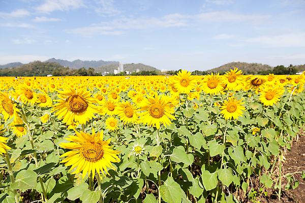 포토 JPG 해외이미지 주간 구름 꽃밭 해바라기 풍경 초원 사람없음 야외 여름 해외포토 자연요소 계절 꽃 파일형식 이미지허브