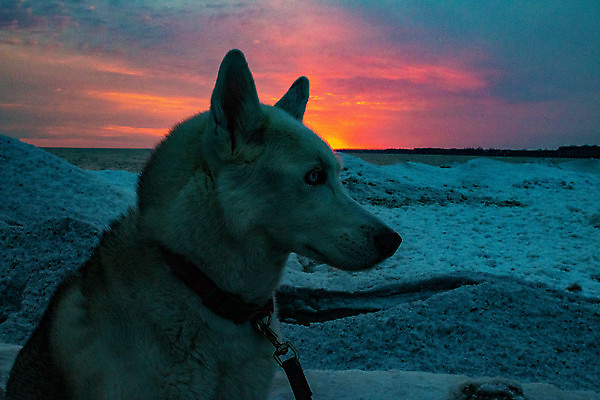 포토 JPG 해외이미지 실루엣 겨울 사람없음 일몰 황금 개 테마 해외포토 계절 포유류 촬영기법 노을 파일형식 이미지허브