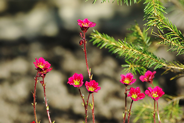 포토 JPG 해외이미지 식물 꽃 백그라운드 잎 꽃무늬 농업 자연 이끼 사람없음 야외 장식 빨간색 초록색 빛 뷰티 노란색 정원 보라색 들꽃 추위 성장 벚꽃 침대 원예 꼬리 내추럴 멀티 영원 해외포토 산업 컬러 가구 무늬 취미 생태계 파일형식 이미지허브