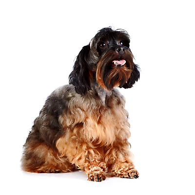 포토 JPG 해외이미지 동물 척추동물 행복 새끼 포유류 털 사람없음 반려동물 갈색 다정 우정 개 강아지 작음 모피 테리어 호기심 푸들 사냥개 솜털 송곳니 기르기 신앙심 유래 천진난만 해외포토 감정 컬러 컨셉 친구 치아 크기 돌봄 파일형식 이미지허브